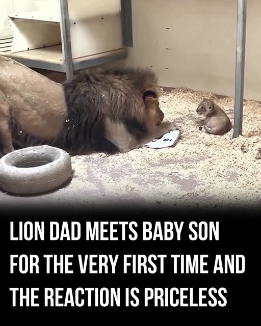Lion father meets his newborn cub for the first time — the reaction is priceless.